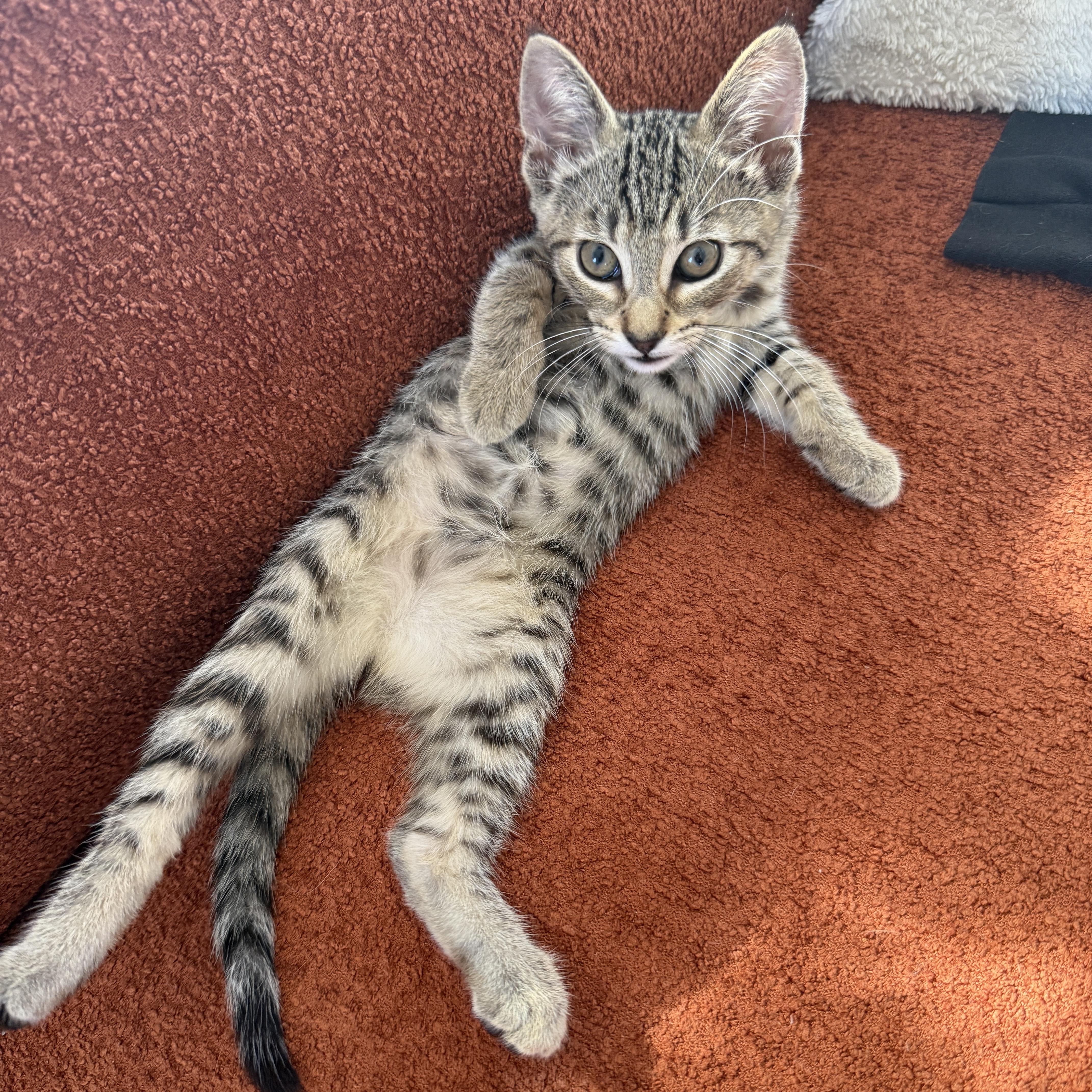 Enlarge Mila, a ADOPTABLE Domestic Short Hair in Los Angeles, CA image 3/6