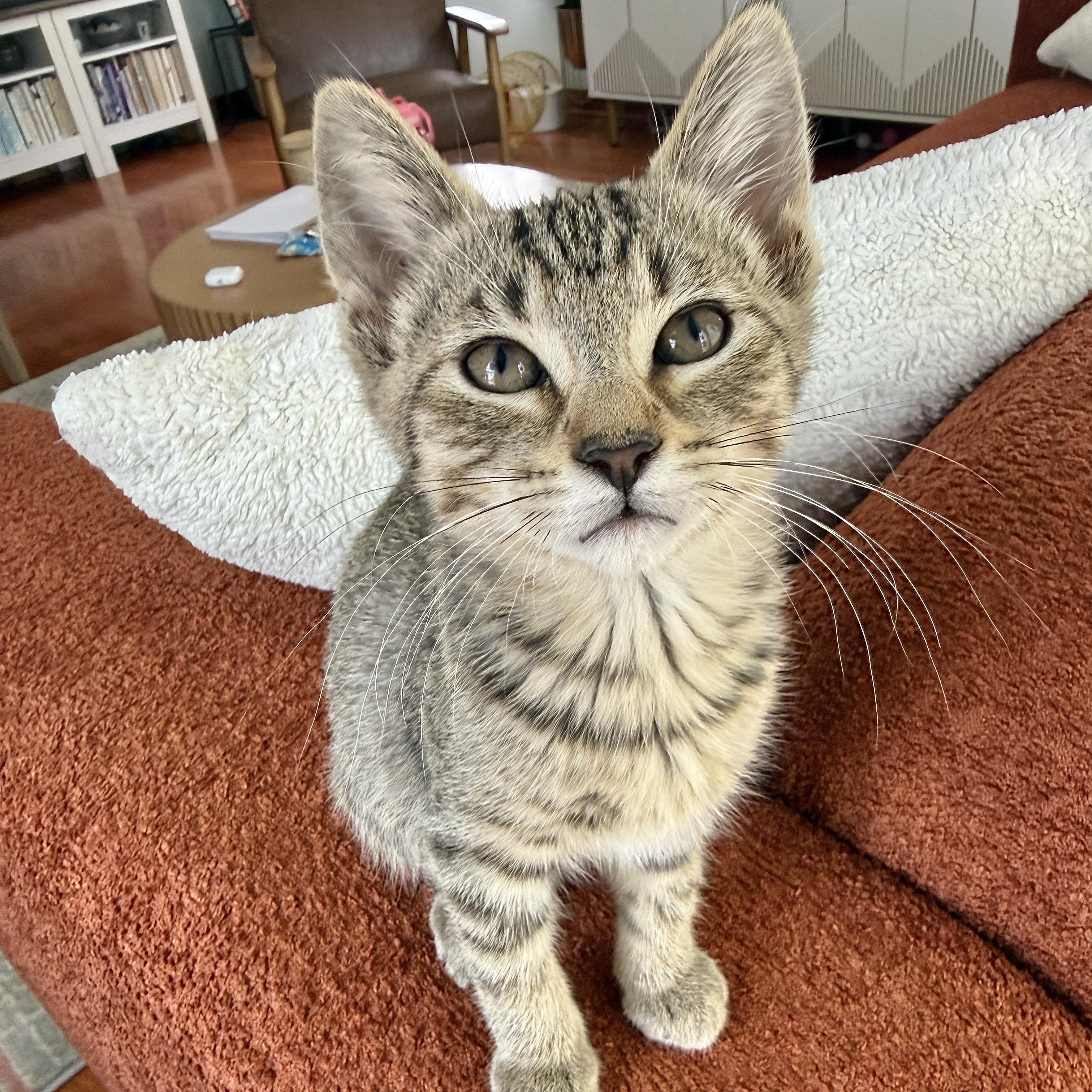 Enlarge Mila, a ADOPTABLE Domestic Short Hair in Los Angeles, CA image 2/6