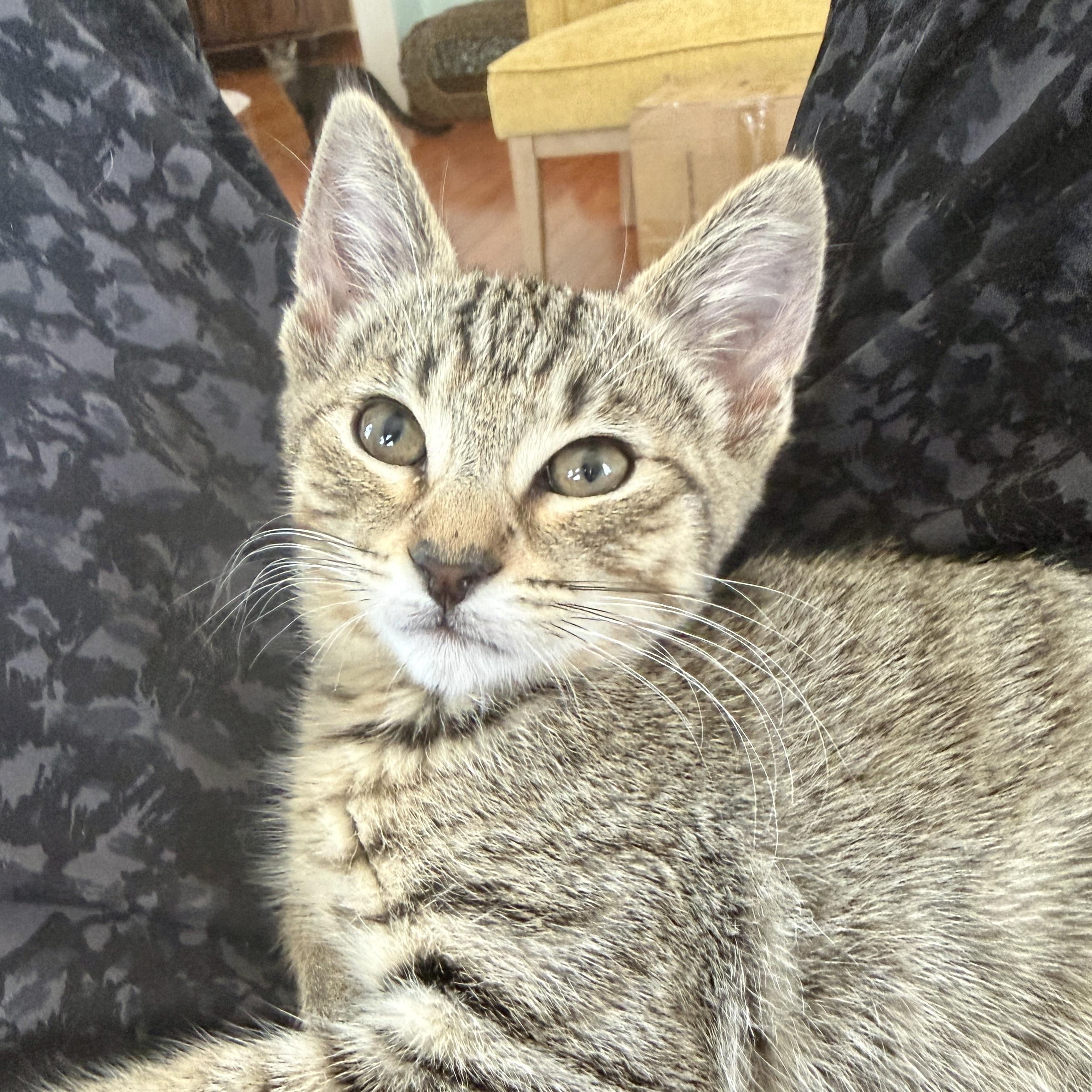 Enlarge Mila, a ADOPTABLE Domestic Short Hair in Los Angeles, CA image 4/6
