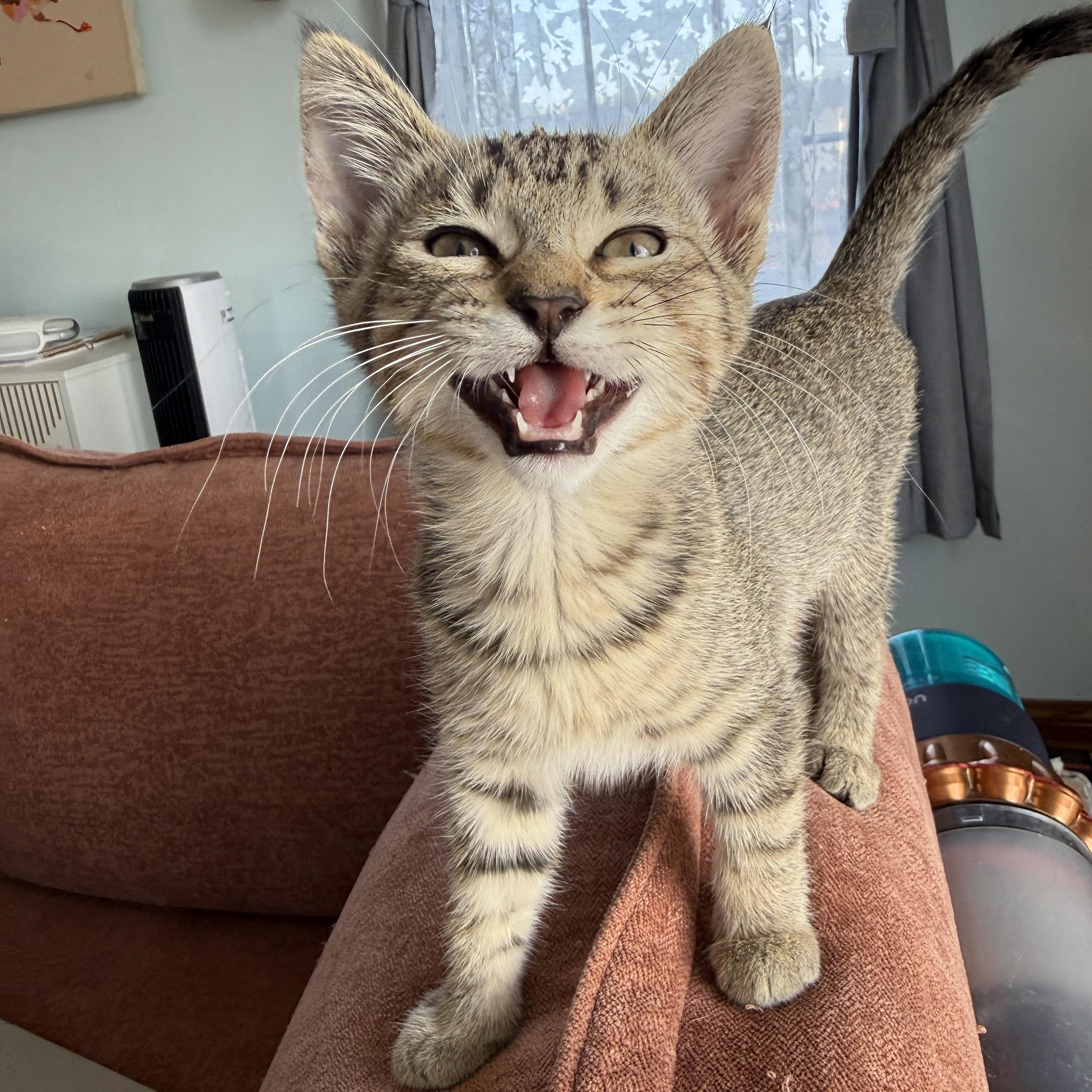 Enlarge Mila, a ADOPTABLE Domestic Short Hair in Los Angeles, CA image 1/6