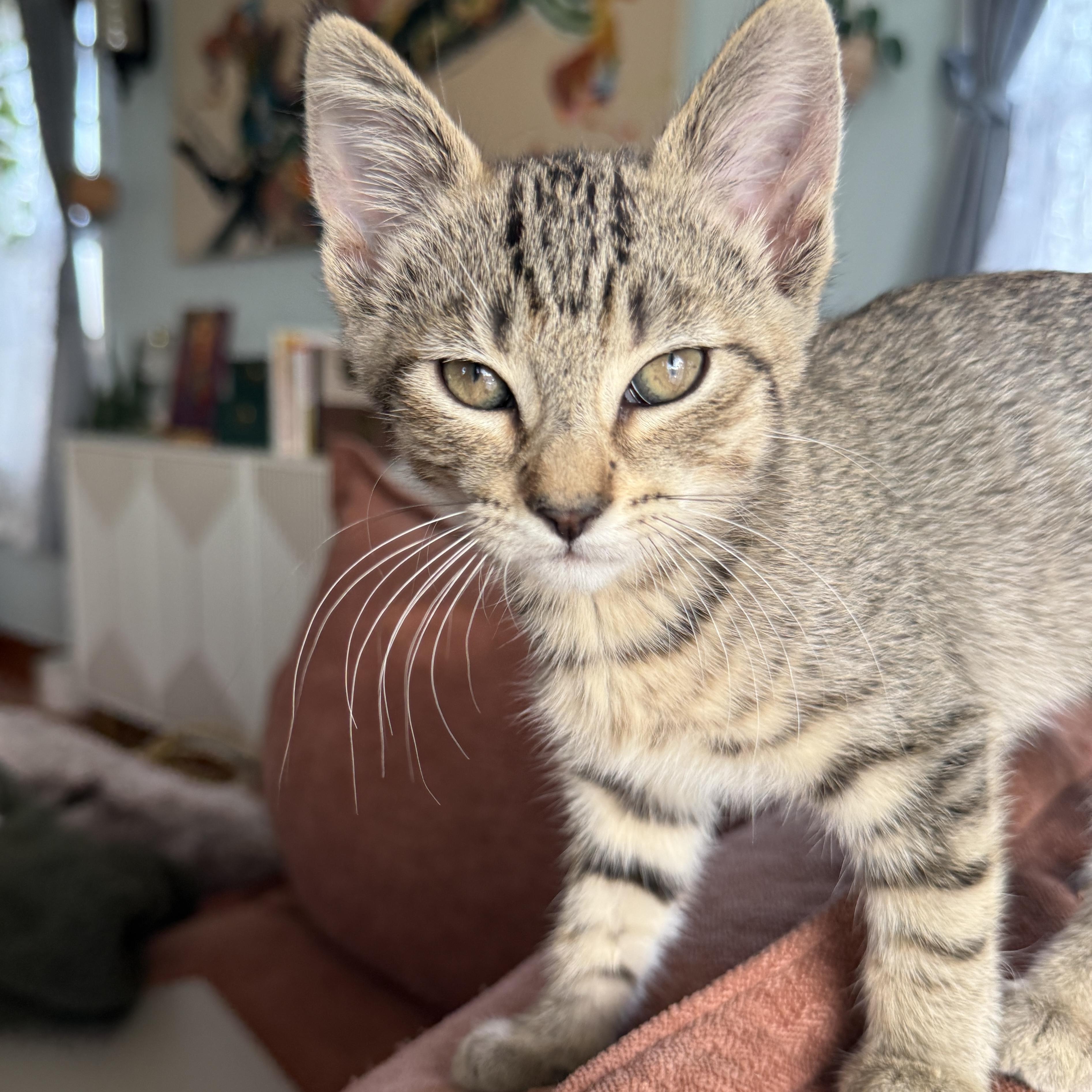 Enlarge Mila, a ADOPTABLE Domestic Short Hair in Los Angeles, CA image 6/6