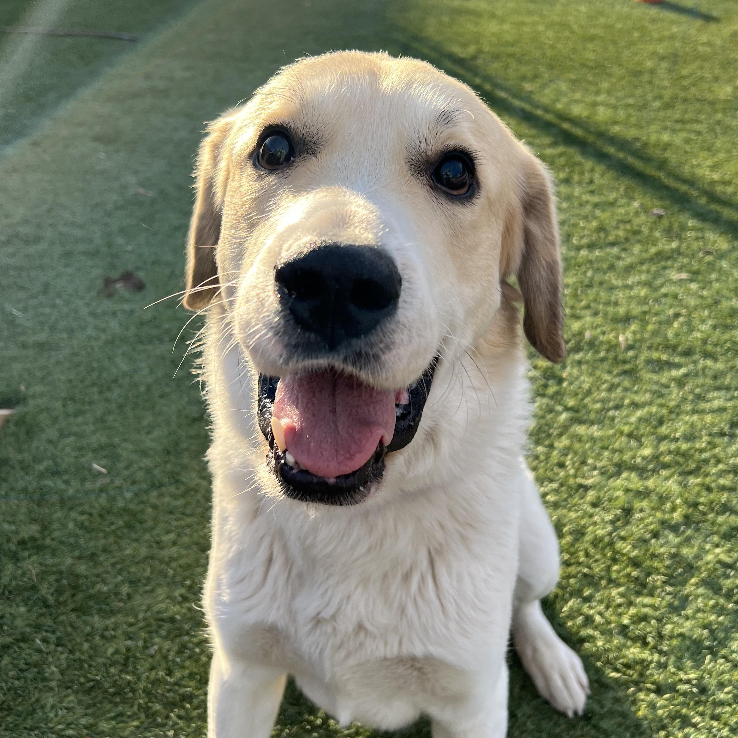 Blaine, an adopted mixed breed in Spencer, IA image 2/3