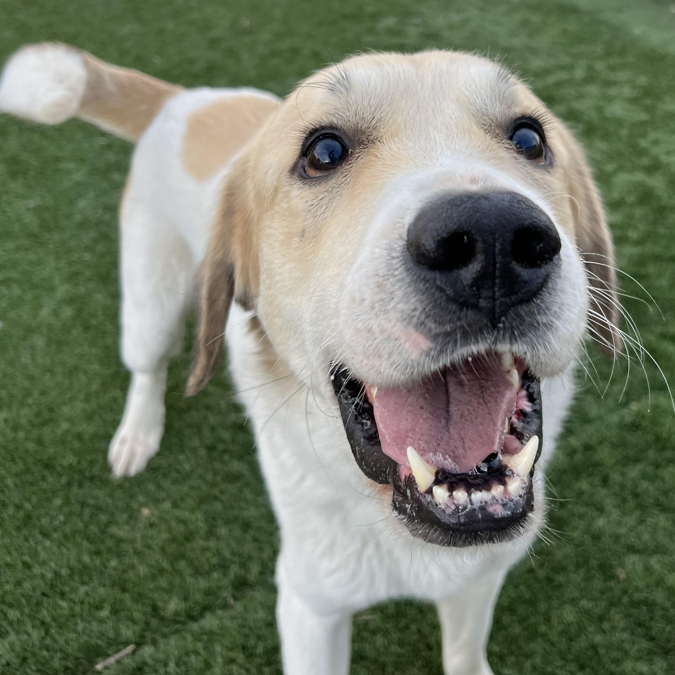 Blaine, an adopted mixed breed in Spencer, IA image 3/3