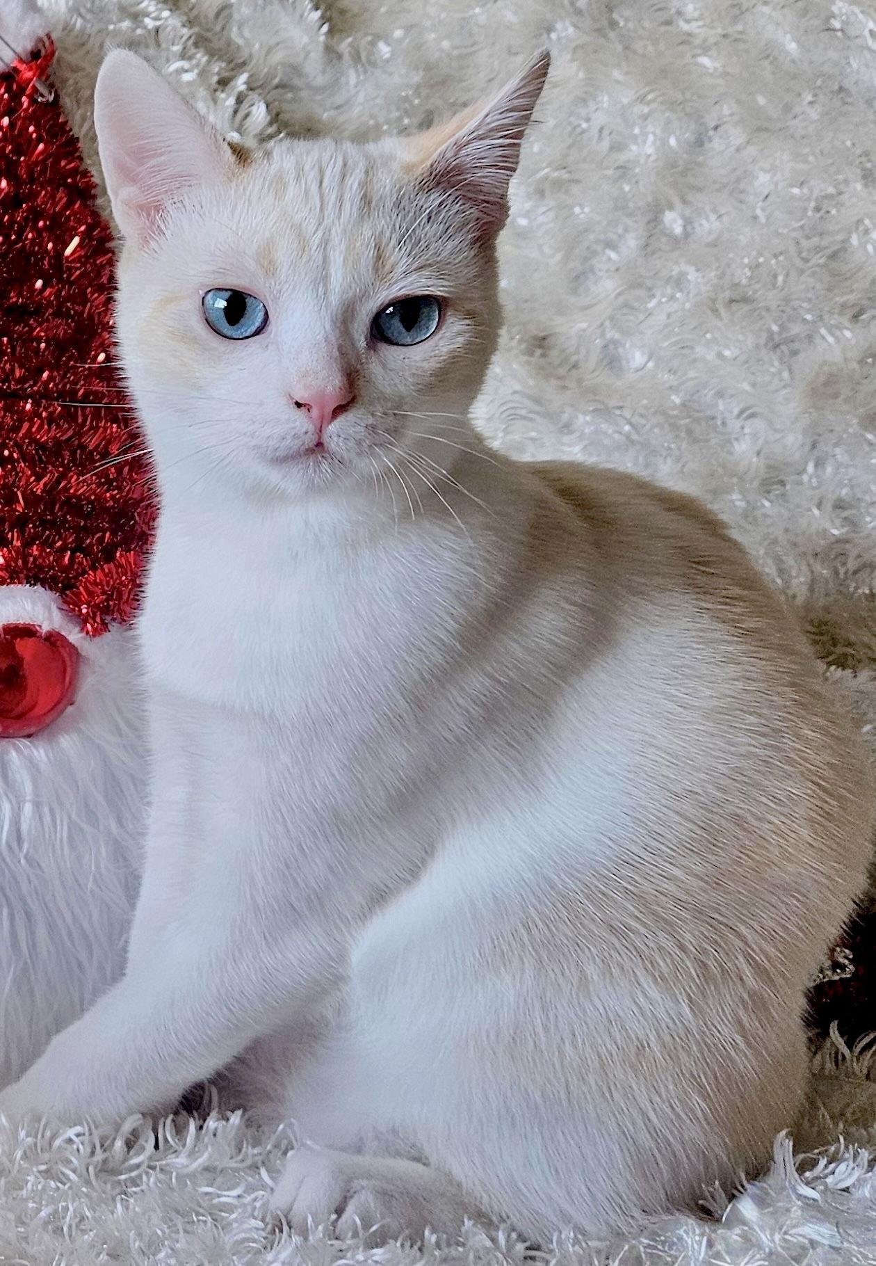 FREYA - Bonded with Loki, Adoptable, Kitten Male Domestic Short Hair & Siamese.