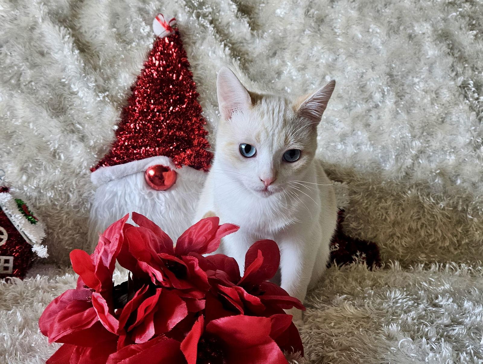 Enlarge FREYA - Bonded with Loki, a Adoptable mixed breed in Fremont, CA image 3/3