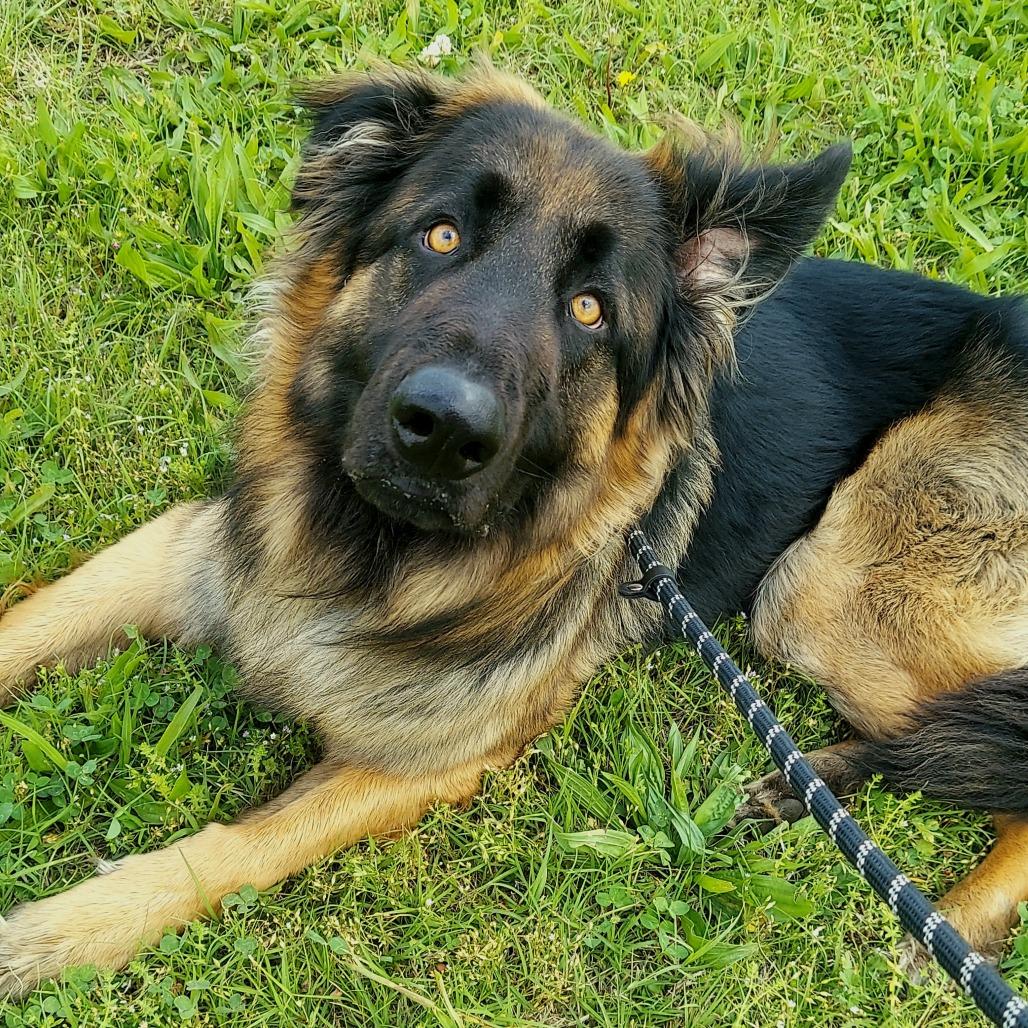 Severide, Adoptable, Adult Male Shepherd & Mixed Breed.