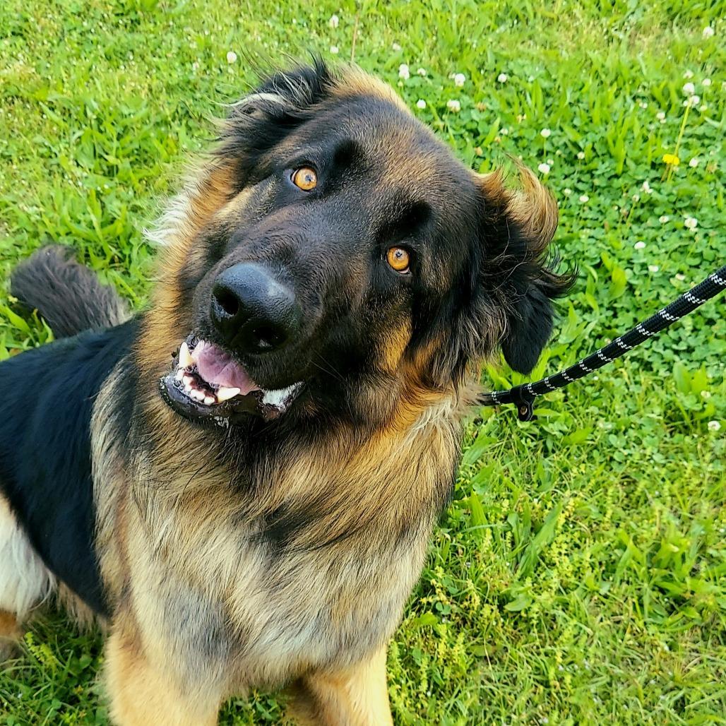 Enlarge Severide, a Adoptable mixed breed in Ponca City, OK image 2/4