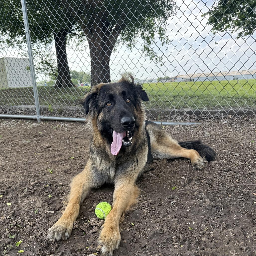 Enlarge Severide, a Adoptable mixed breed in Ponca City, OK image 3/4
