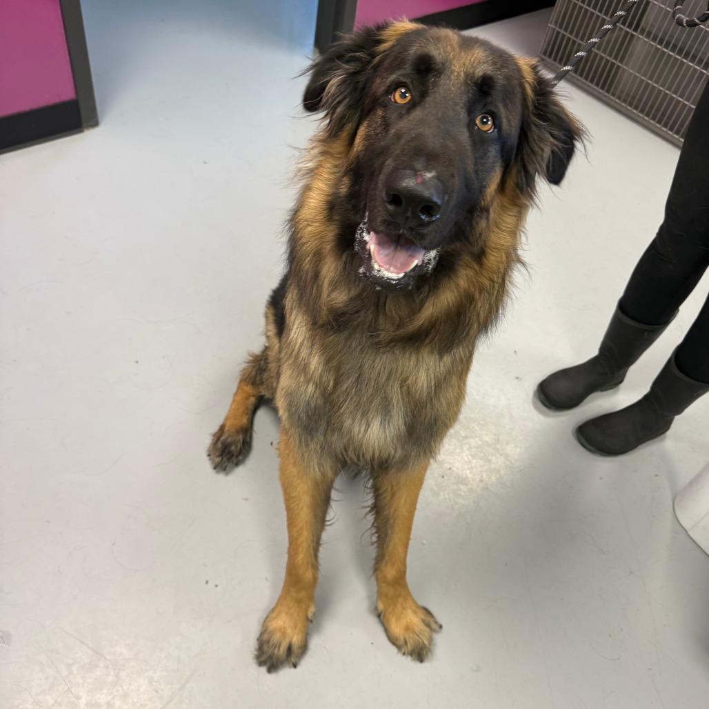 Enlarge Severide, a Adoptable mixed breed in Ponca City, OK image 4/4
