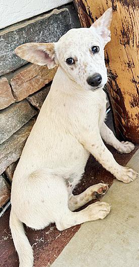Dots, a Adoptable mixed breed in Poway, CA image 5/6