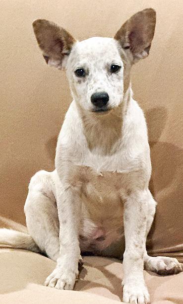 Dots, a Adoptable mixed breed in Poway, CA image 4/6