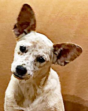 Dots, a Adoptable mixed breed in Poway, CA image 1/6