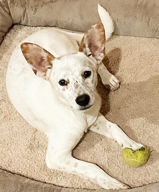 Dots, a Adoptable mixed breed in Poway, CA image 2/6