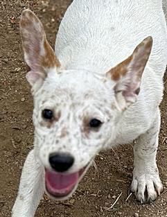 Dots, a Adoptable mixed breed in Poway, CA image 6/6