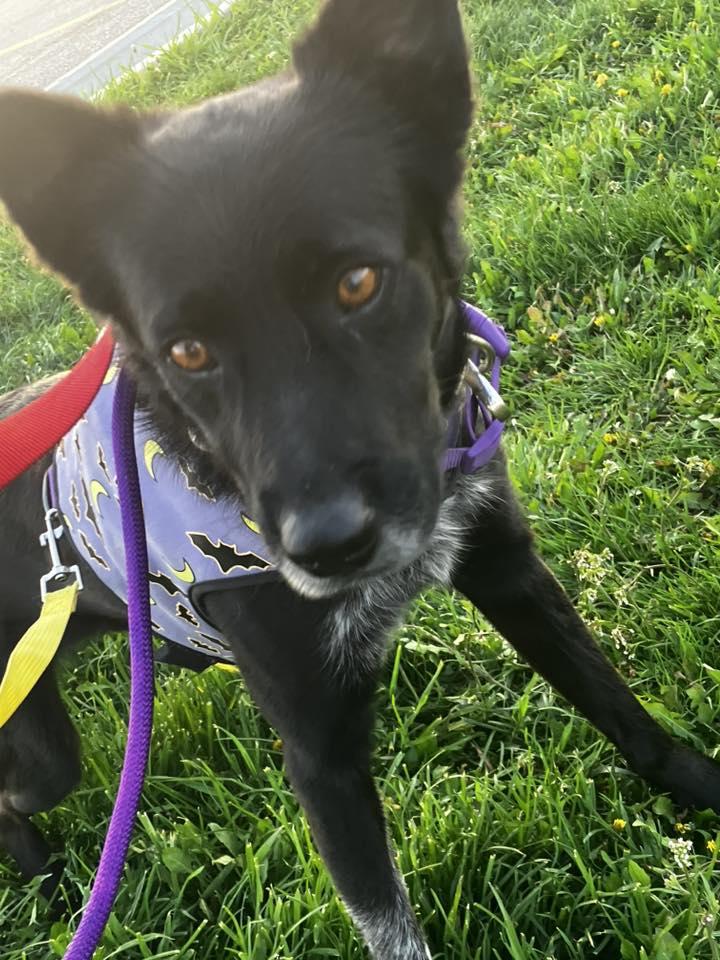 Enlarge Ronan, a ADOPTABLE mixed breed in Woodstock, ON image 3/5