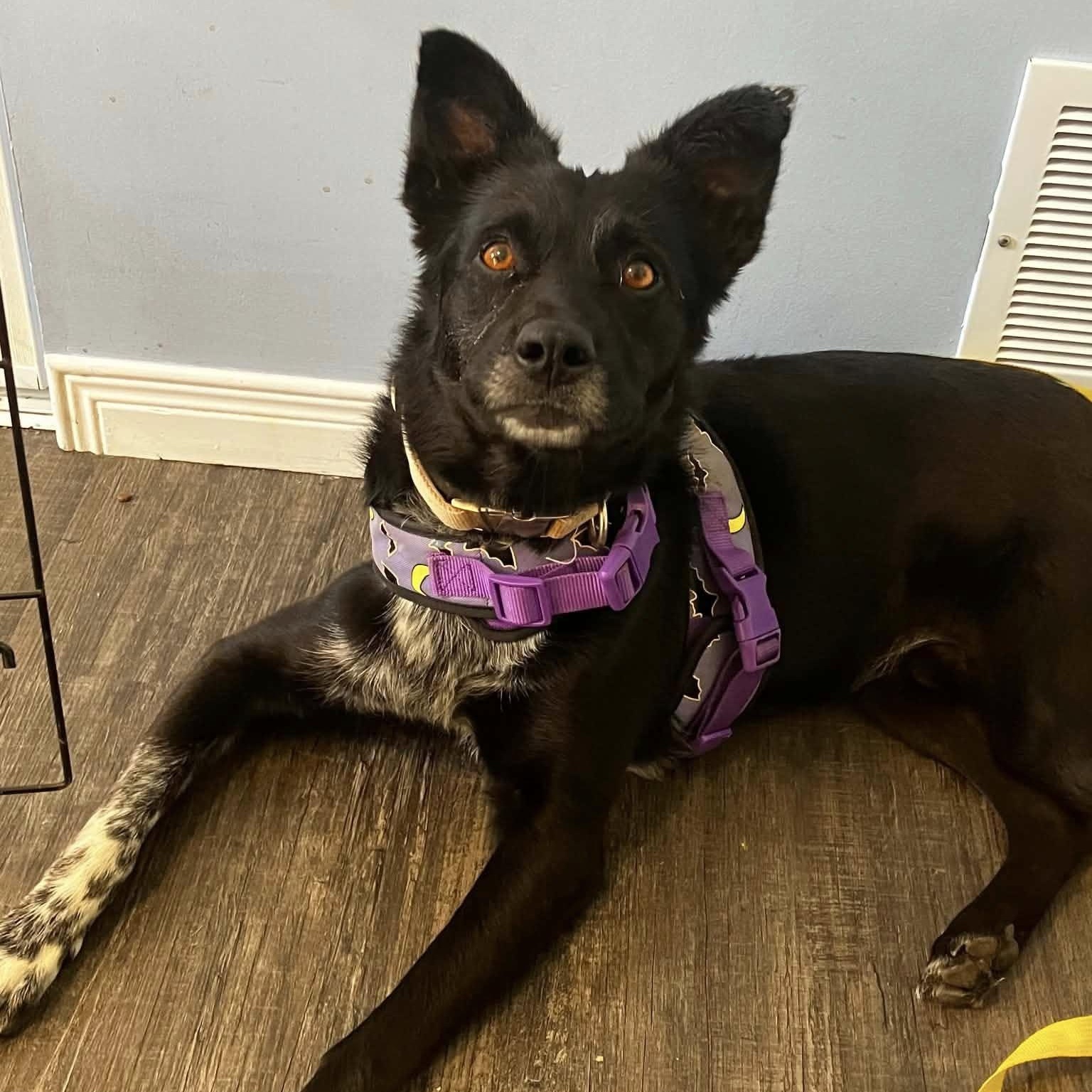 Ronan, ADOPTABLE, Adult Male Australian Shepherd & Collie.