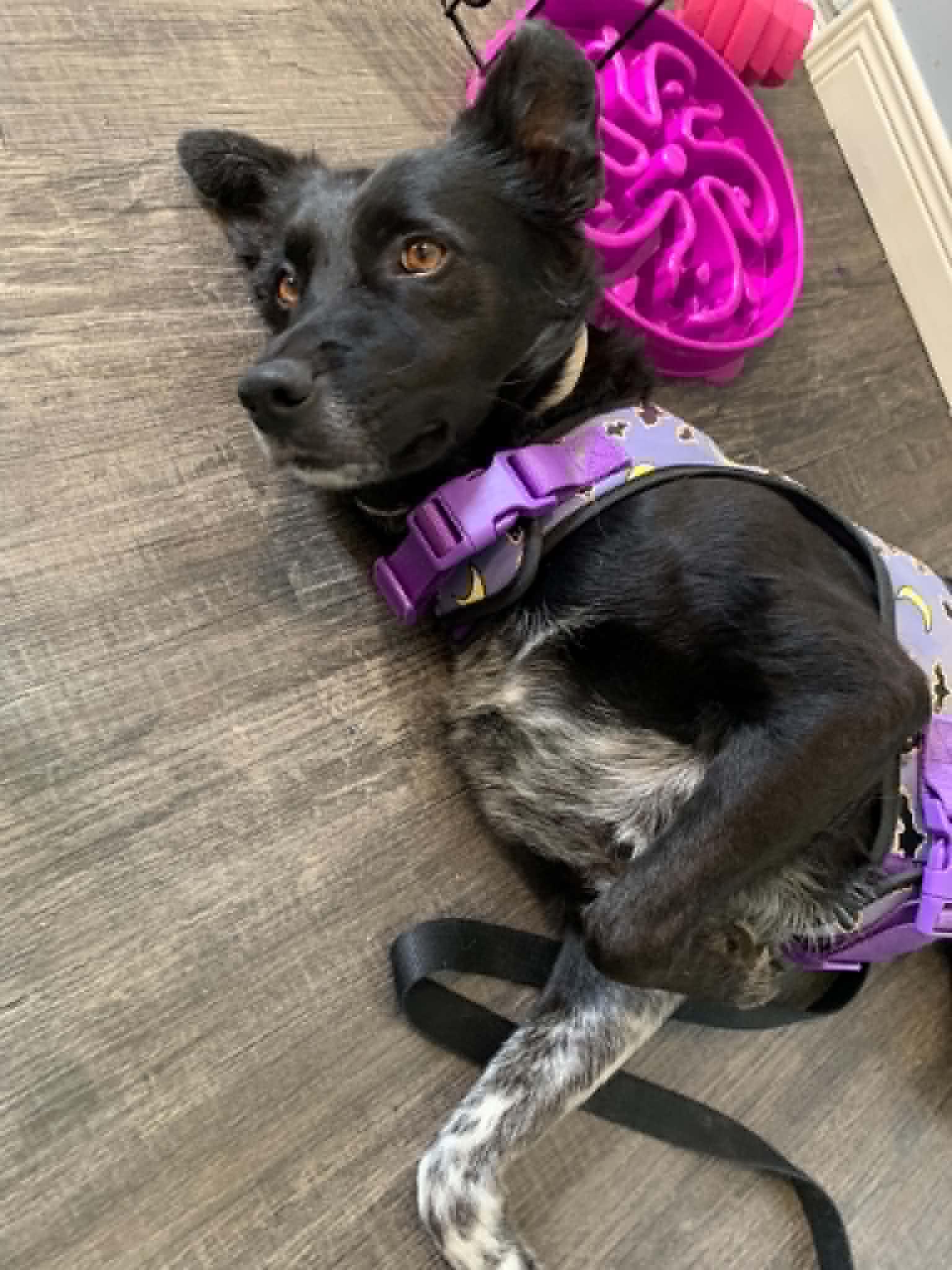Enlarge Ronan, a ADOPTABLE mixed breed in Woodstock, ON image 5/5