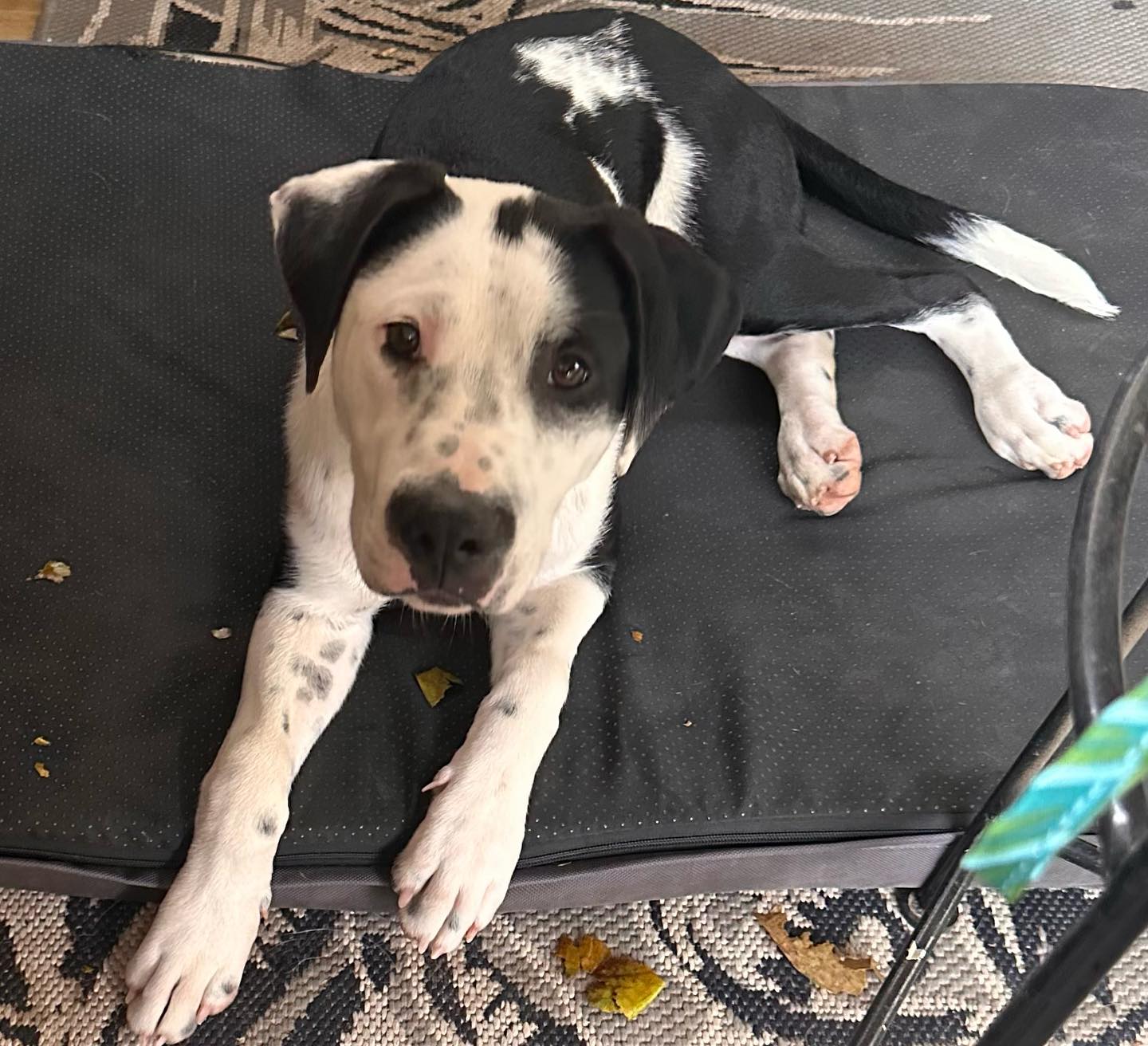 Enlarge Percy, a Adoptable mixed breed in Raleigh, NC image 4/6