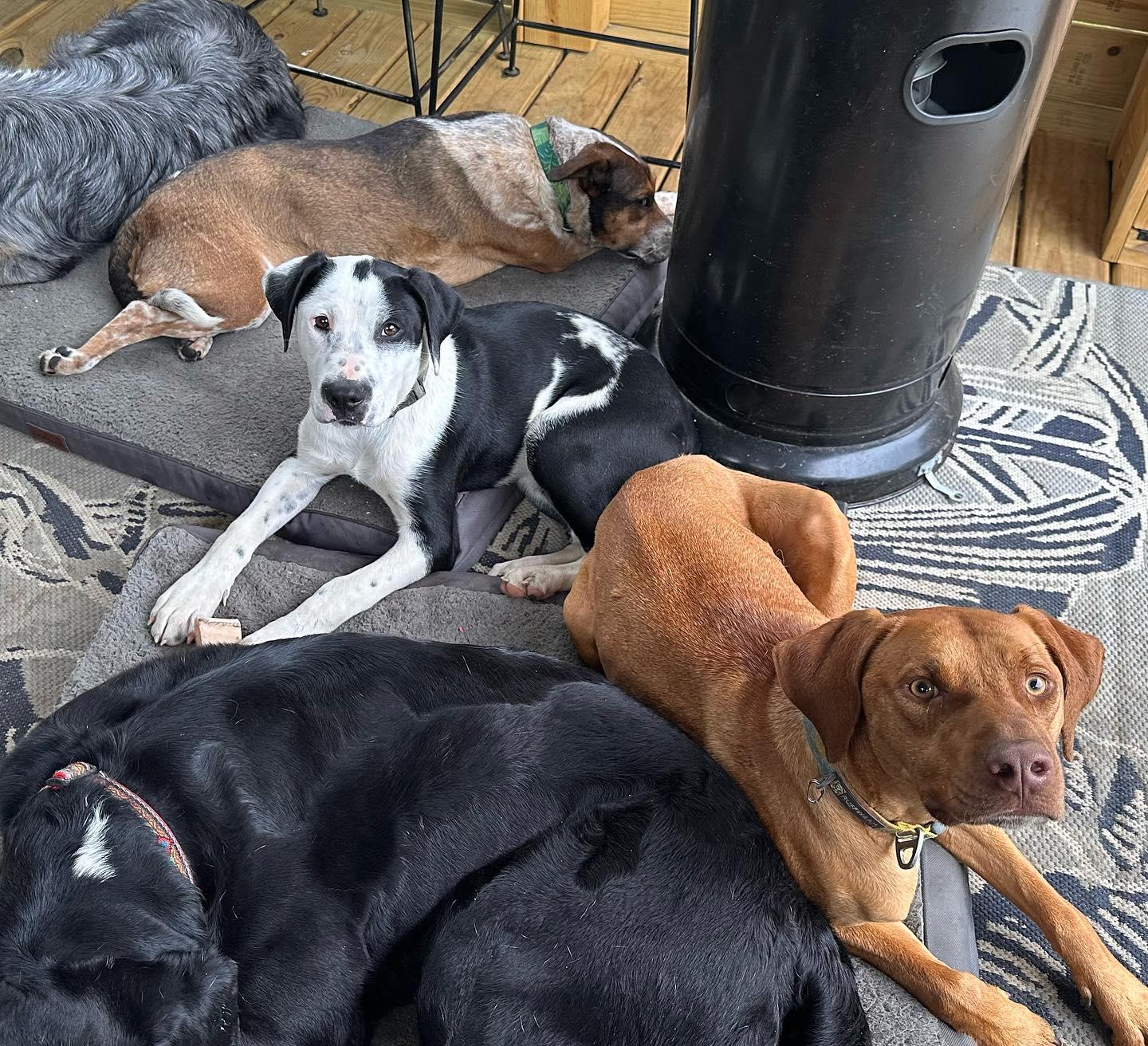 Enlarge Percy, a Adoptable mixed breed in Raleigh, NC image 5/6