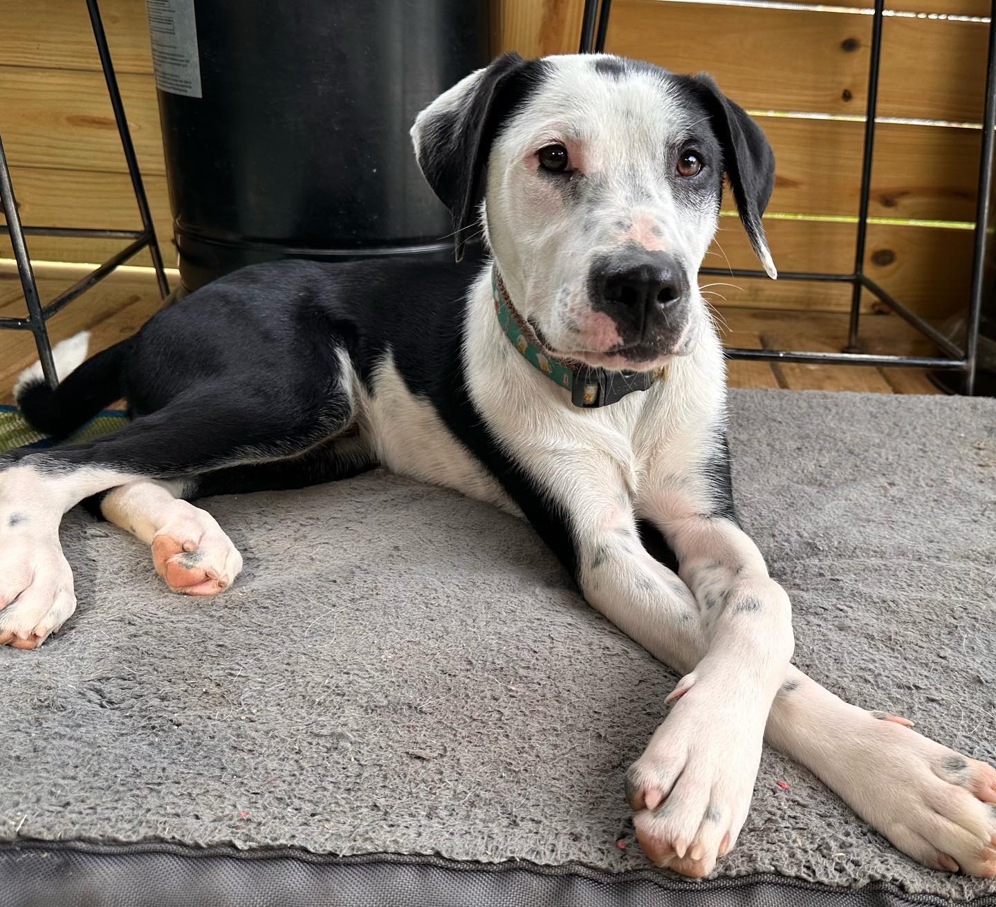 Percy, Adoptable, Adult Male American Staffordshire Terrier & Border Collie.