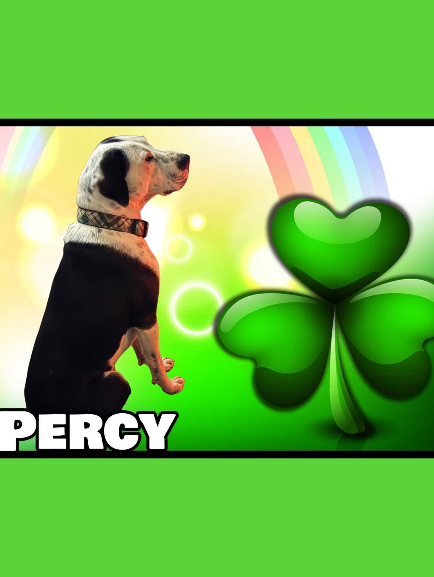 Enlarge Percy, a Adoptable mixed breed in Raleigh, NC image 6/6