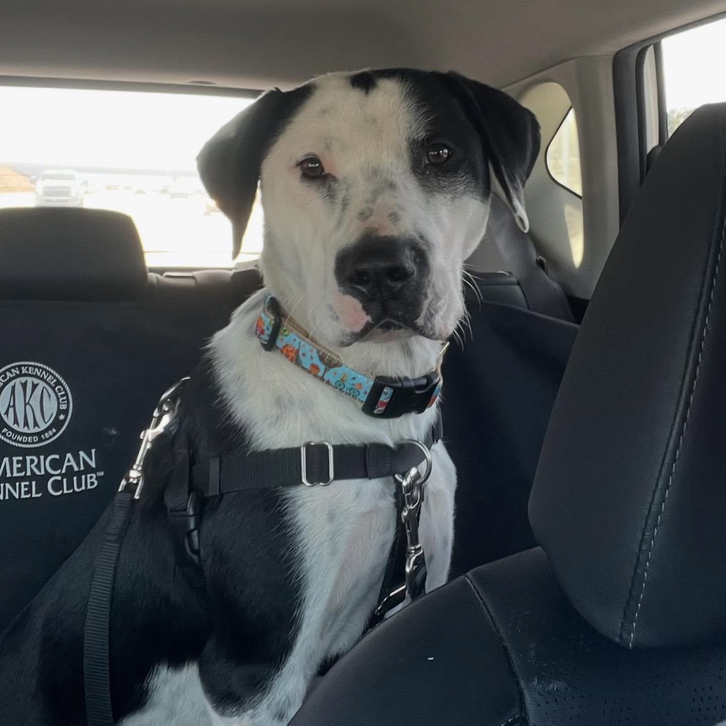 Enlarge Percy, a Adoptable mixed breed in Raleigh, NC image 3/6