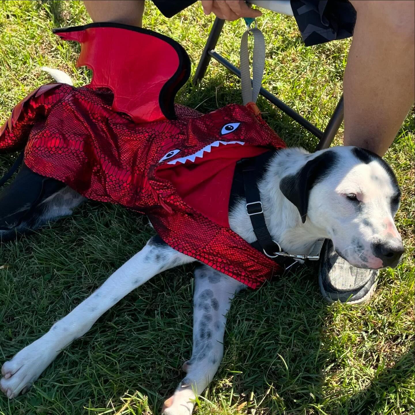 Percy, Adoptable, Adult Male American Staffordshire Terrier & Border Collie.