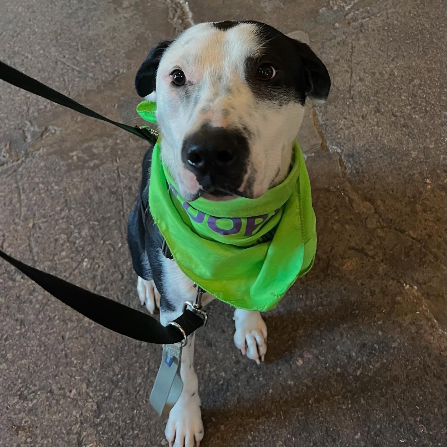 Enlarge Percy, a Adoptable mixed breed in Raleigh, NC image 2/6