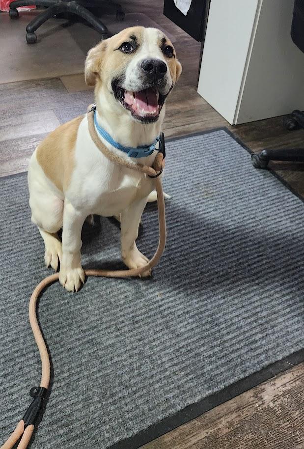 Enlarge Rocky (124-26), an adopted mixed breed in Cambridge, OH image 3/6