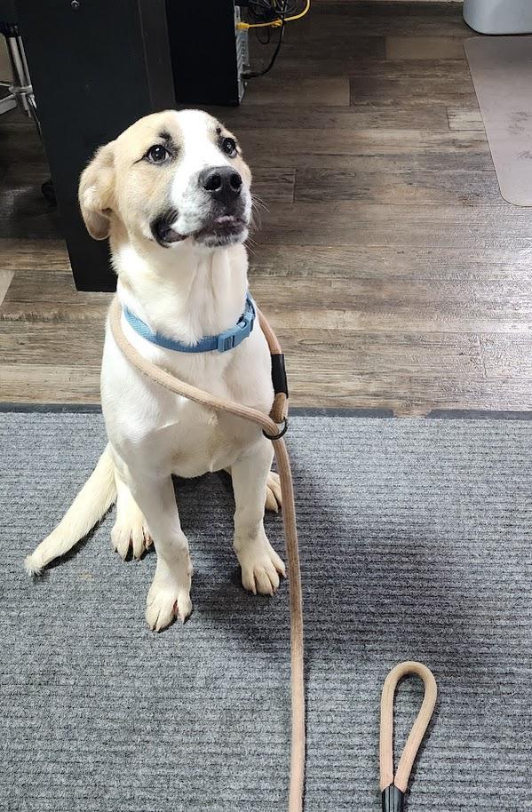 Enlarge Rocky (124-26), an adopted mixed breed in Cambridge, OH image 1/6