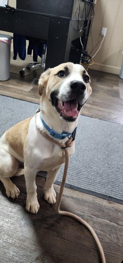 Enlarge Rocky (124-26), an adopted mixed breed in Cambridge, OH image 4/6