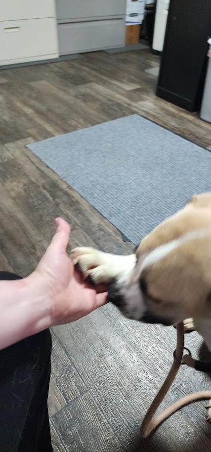 Enlarge Rocky (124-26), an adopted mixed breed in Cambridge, OH image 6/6
