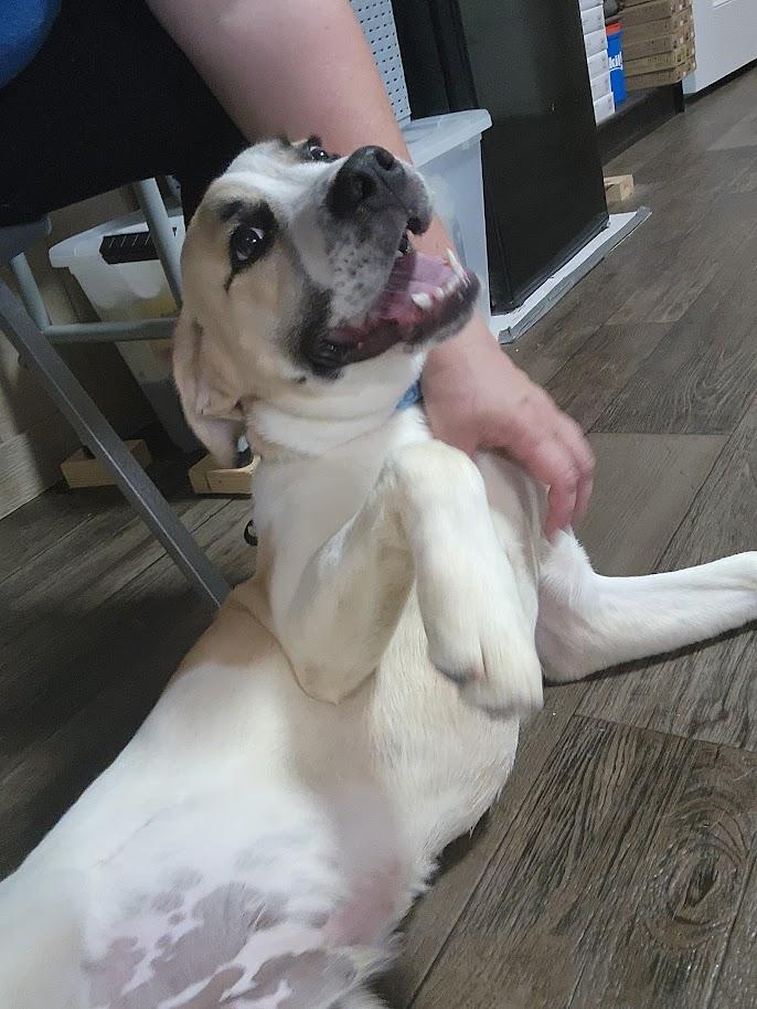 Enlarge Rocky (124-26), an adopted mixed breed in Cambridge, OH image 5/6