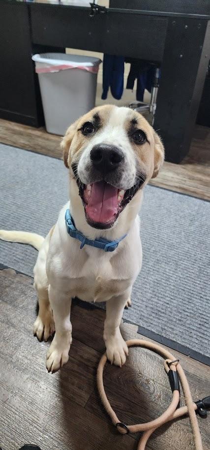 Enlarge Rocky (124-26), an adopted mixed breed in Cambridge, OH image 2/6