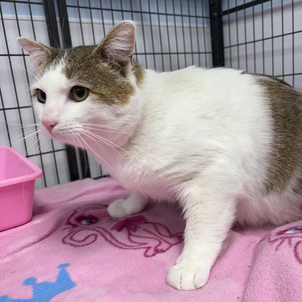 Buster, a ADOPTABLE Domestic Short Hair in Crookston, MN image 2/2