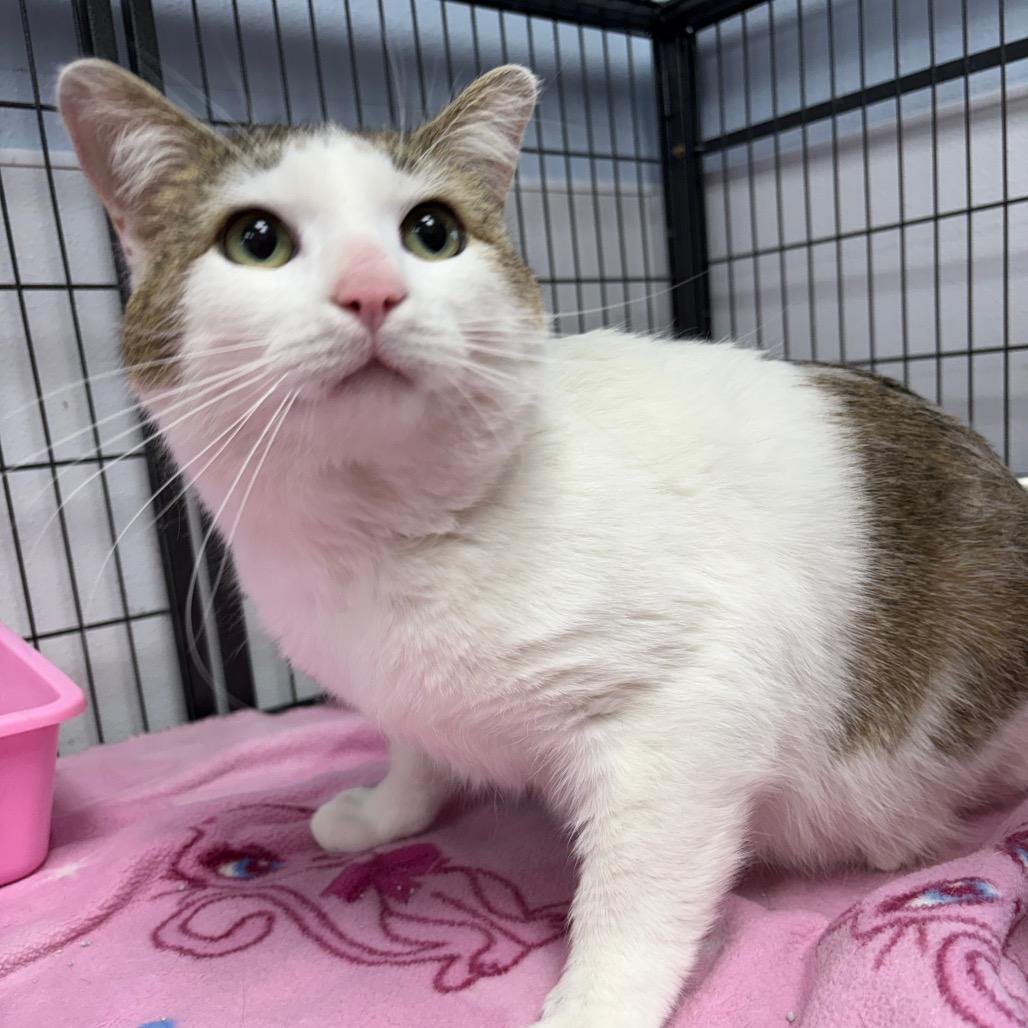 Buster, a ADOPTABLE Domestic Short Hair in Crookston, MN image 1/2