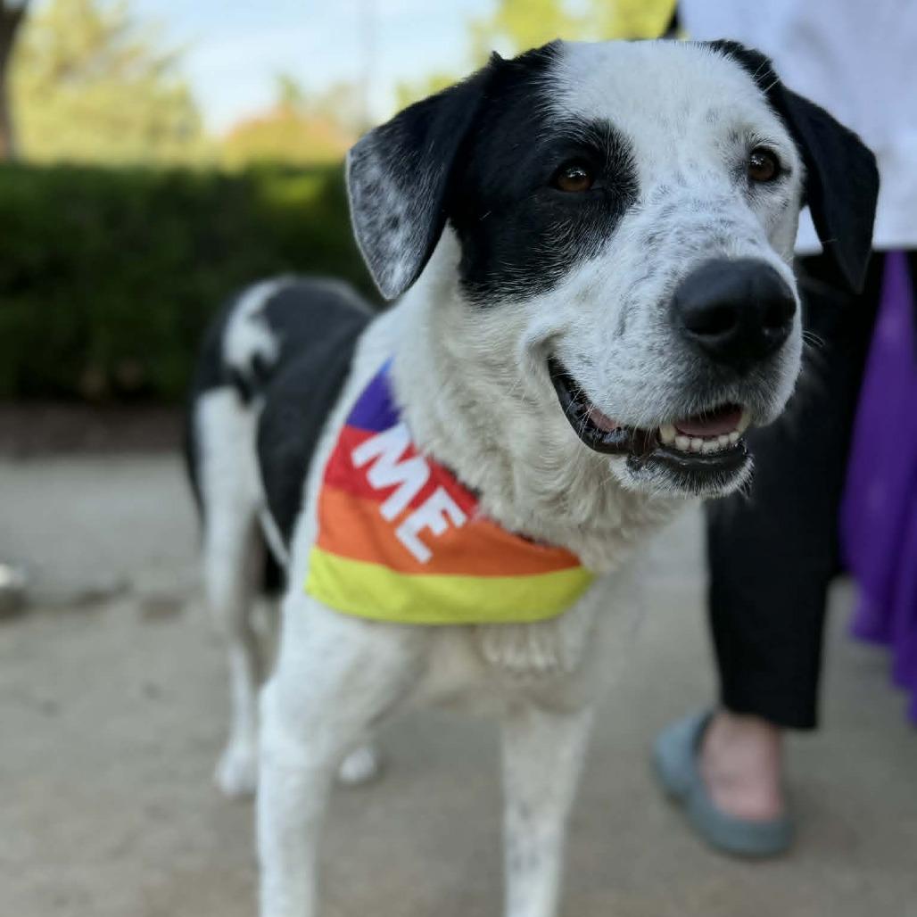 Harper, Adoptable, Adult Female Retriever.