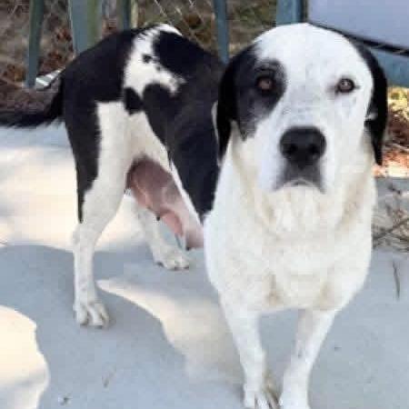 Enlarge Harper, a Adoptable Retriever in Raleigh, NC image 2/6