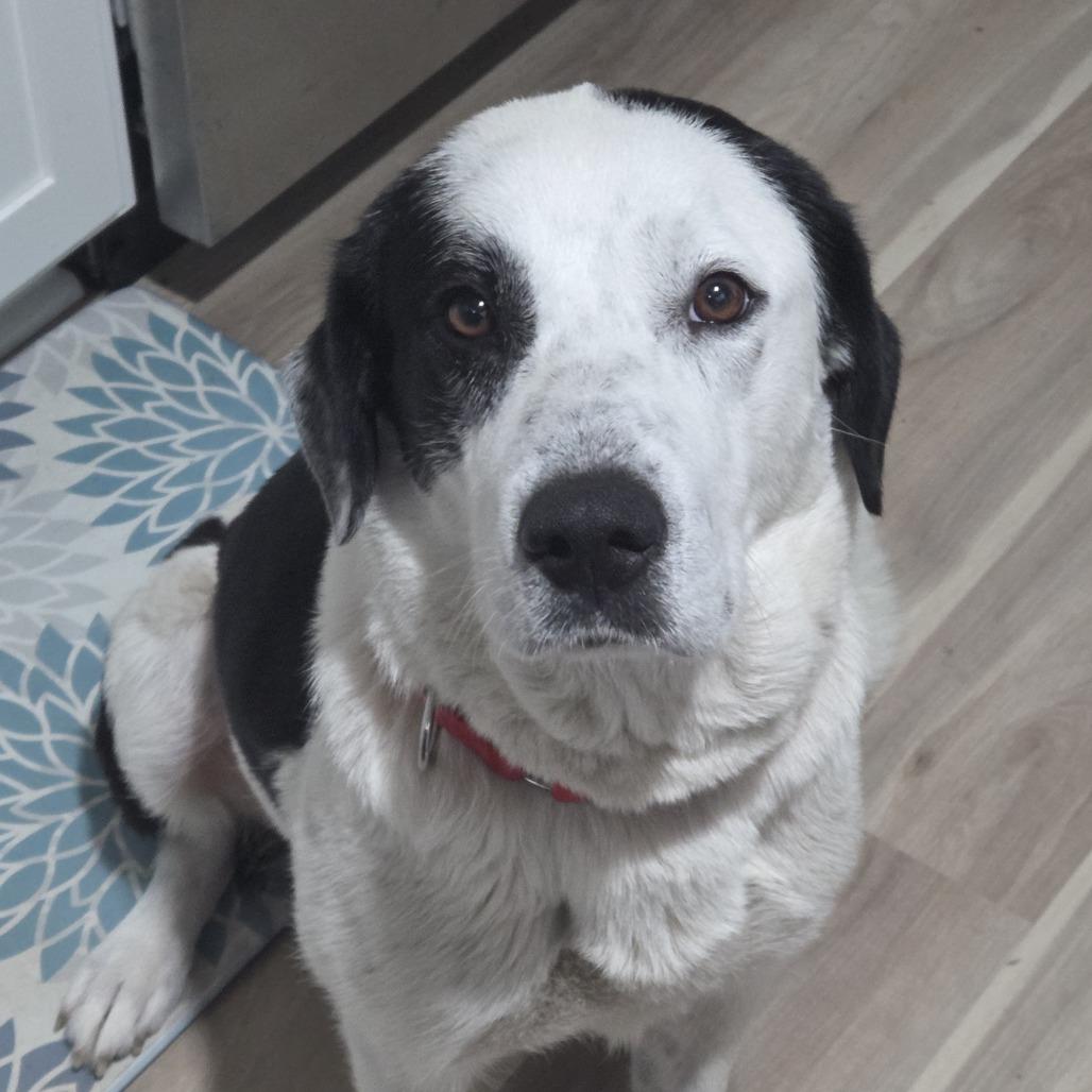 Enlarge Harper, a Adoptable Retriever in Raleigh, NC image 3/6