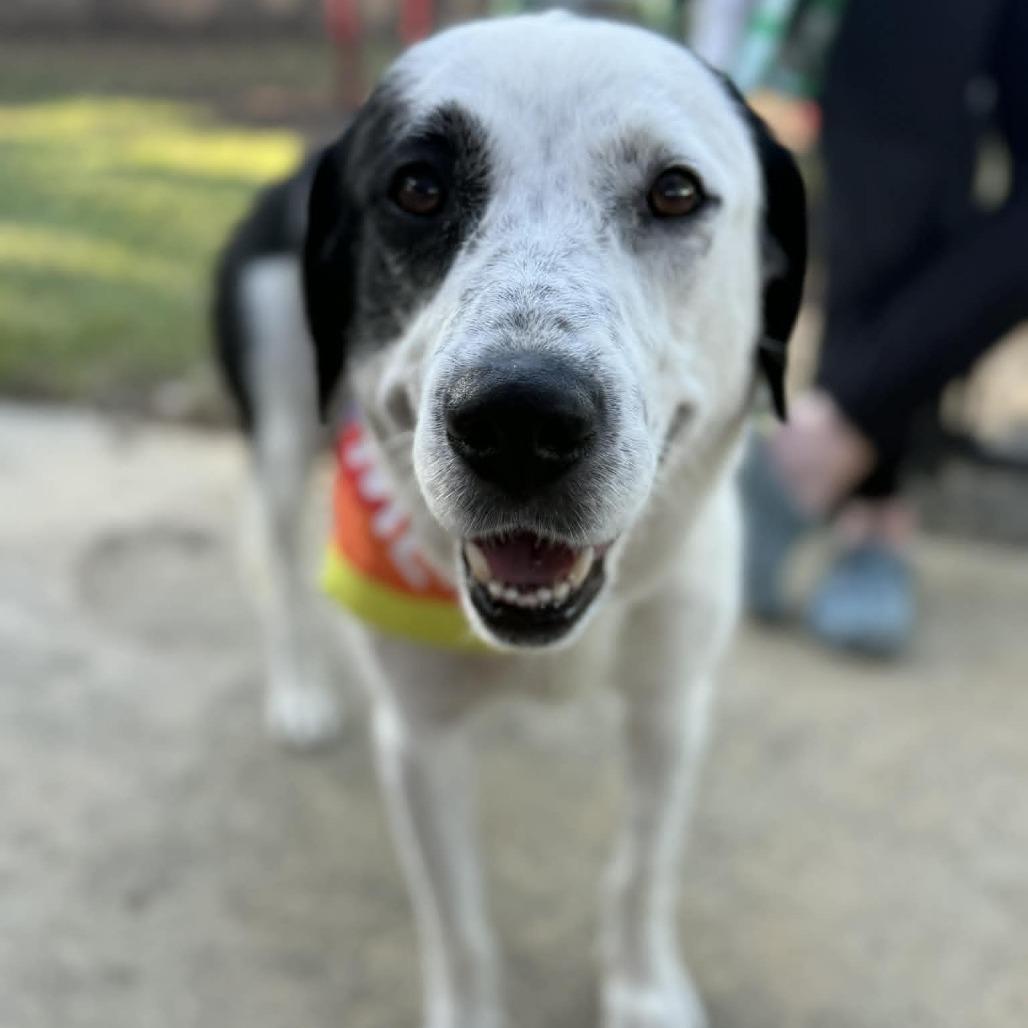 Enlarge Harper, a Adoptable Retriever in Raleigh, NC image 5/6