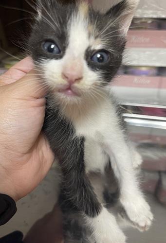 Cat 27393 (Slinky), Adoptable, Young Female Calico.