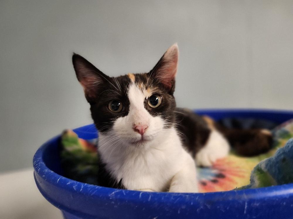 Enlarge Cat 27393 (Slinky), a Adoptable Calico in Parlier, CA image 2/5