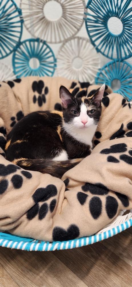 Enlarge Cat 27393 (Slinky), a Adoptable Calico in Parlier, CA image 3/5