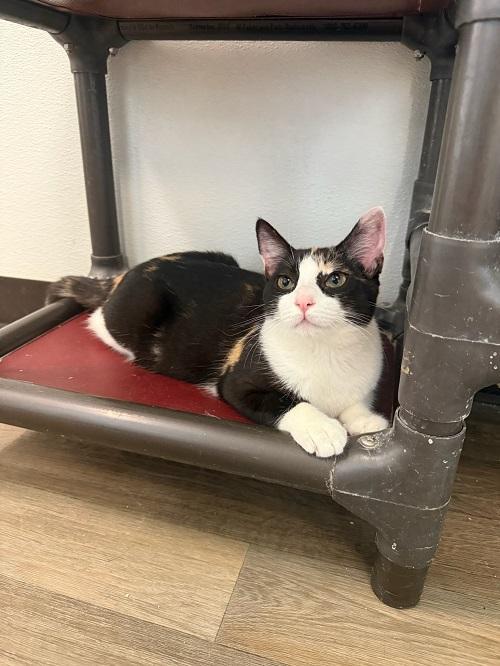 Enlarge Cat 27393 (Slinky), a Adoptable Calico in Parlier, CA image 4/5