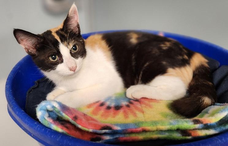 Enlarge Cat 27393 (Slinky), a Adoptable Calico in Parlier, CA image 5/5