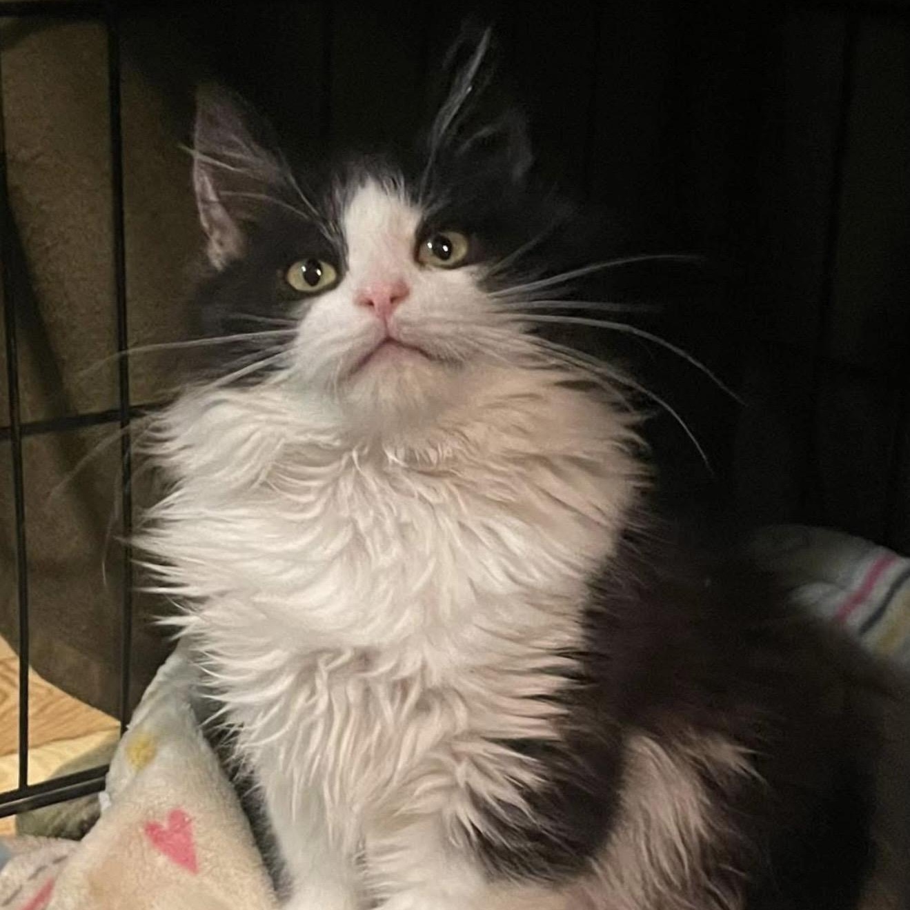 Waldo (Girl), ADOPTABLE, Kitten Female Domestic Long Hair.
