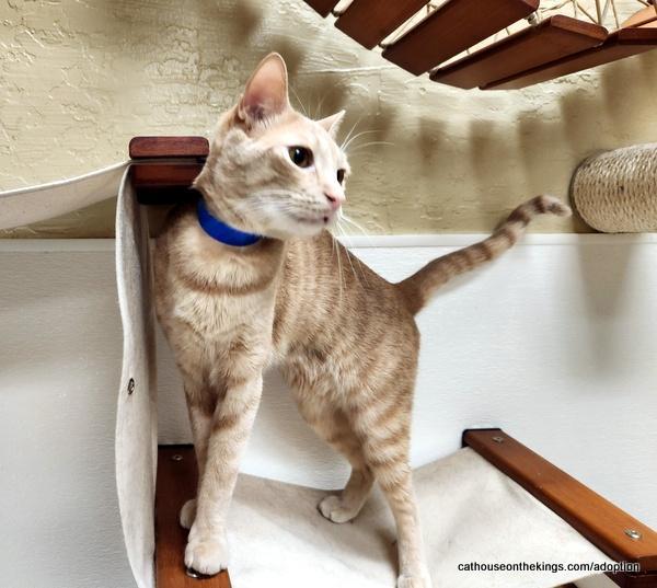 Enlarge Muffin, a Adoptable Domestic Short Hair in Parlier, CA image 2/6