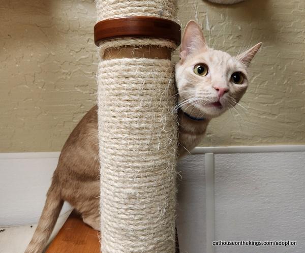 Enlarge Muffin, a Adoptable Domestic Short Hair in Parlier, CA image 3/6