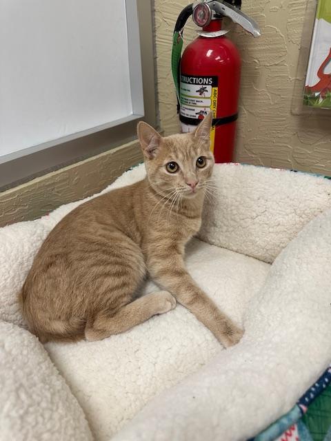 Enlarge Muffin, a Adoptable Domestic Short Hair in Parlier, CA image 4/6