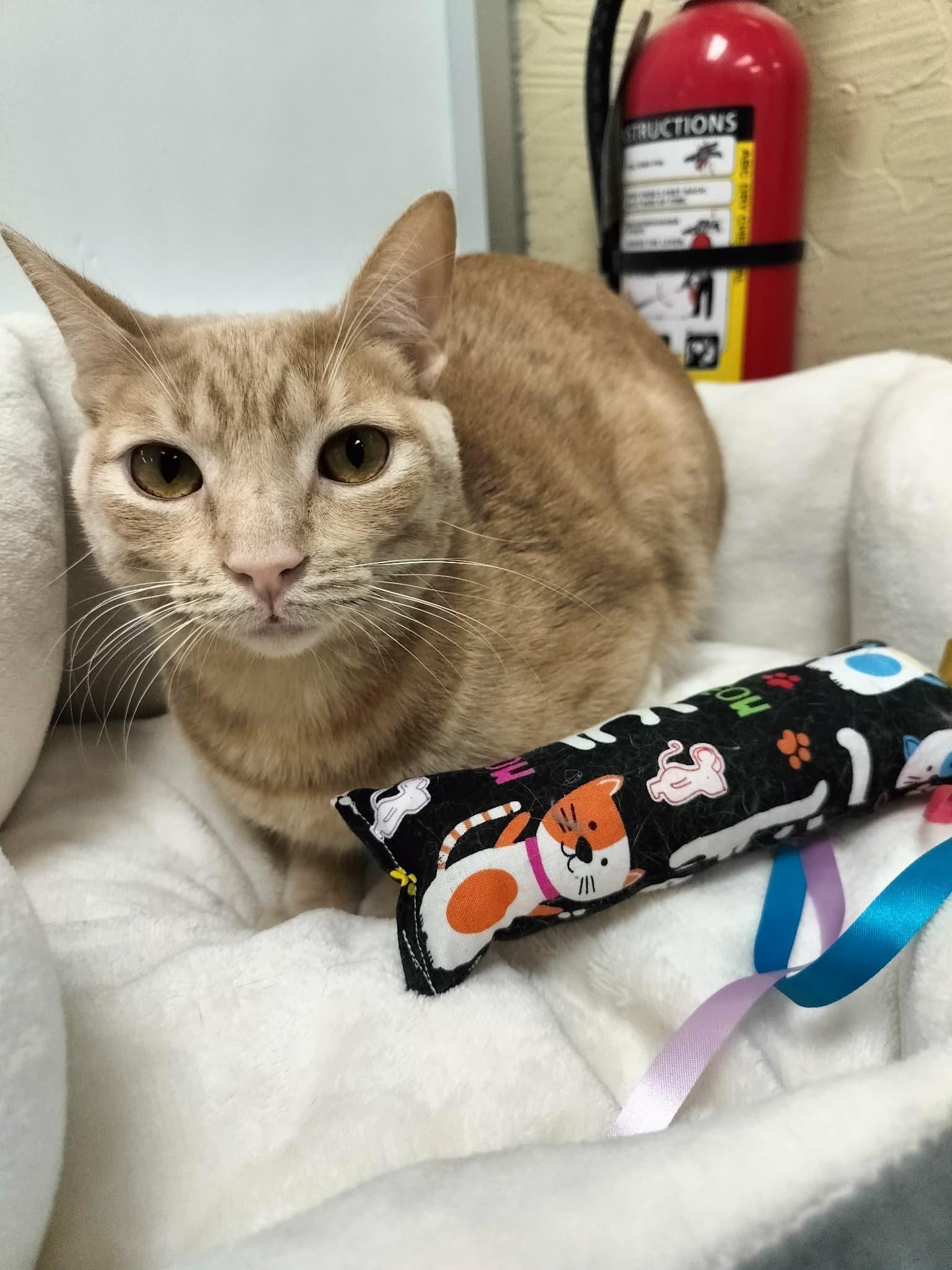 Muffin — thumbnail 4